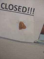 Sabulodes niveostriata