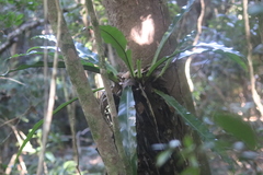 Asplenium australasicum