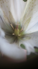 Gentiana newberryi tiogana