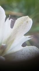 Gentiana newberryi tiogana