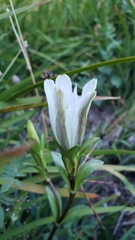Gentiana newberryi tiogana