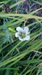 Gentiana newberryi tiogana