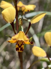 Diuris maculata