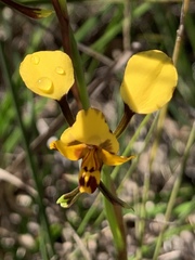 Diuris maculata