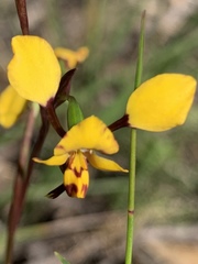 Diuris maculata