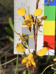 Diuris maculata