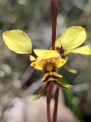Diuris maculata