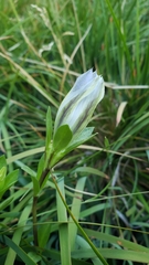 Gentiana newberryi tiogana