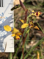 Diuris maculata