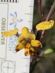 Diuris maculata