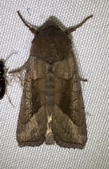 Hydraecia micacea
