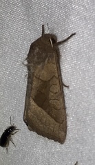 Hydraecia micacea