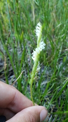Spiranthes perexilis