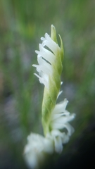 Spiranthes perexilis