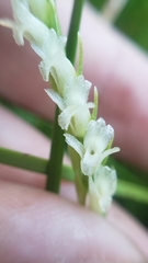 Spiranthes perexilis
