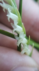Spiranthes perexilis