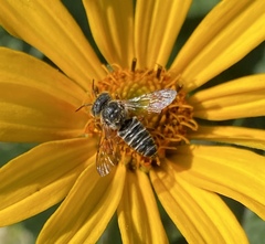 Coelioxys octodentatus