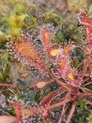 Drosera × obovata