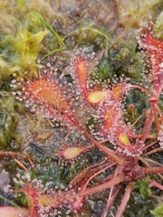 Drosera × obovata