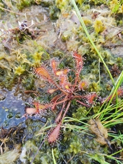 Drosera × obovata