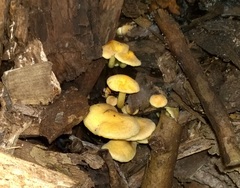 Hypholoma subviride