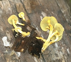 Hypholoma subviride
