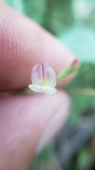 Trifolium breweri