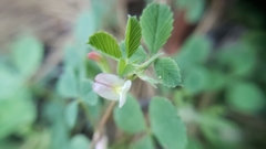 Trifolium breweri
