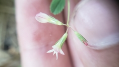 Trifolium breweri