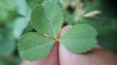 Trifolium breweri
