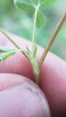 Trifolium breweri