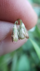 Trifolium breweri