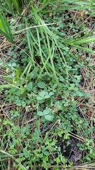 Trifolium breweri