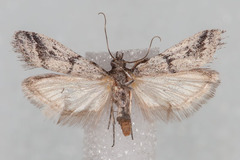 Myelopsis alatella