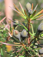 Gompholobium grandiflorum