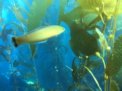 Halichoeres californicus