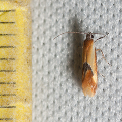 Batia lunaris
