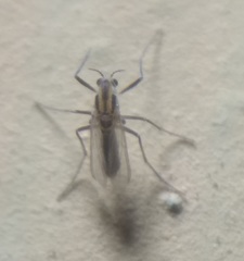 Chironomidae