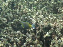 Acanthurus japonicus