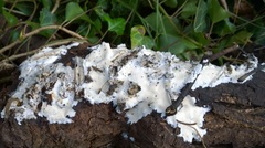 Antrodiella incrustans