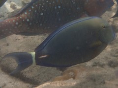 Acanthurus auranticavus