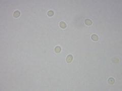 Antrodiella incrustans