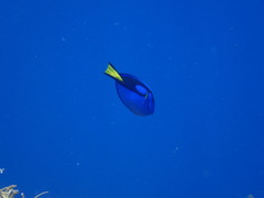 Paracanthurus hepatus