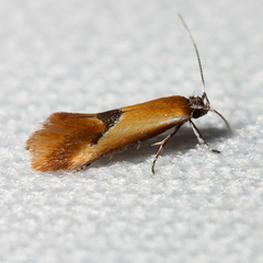 Batia lunaris