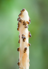 Xylaria enterogena