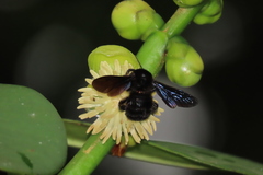 Bombus pullatus