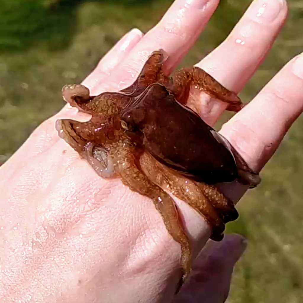 East Pacific red octopus