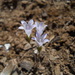 Chaparral Harebell - Photo (c) kevinhintsa, some rights reserved (CC BY-NC), uploaded by kevinhintsa
