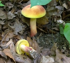 Lanmaoa pallidorosea