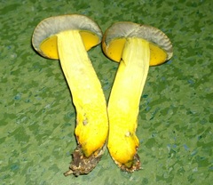 Lanmaoa pallidorosea